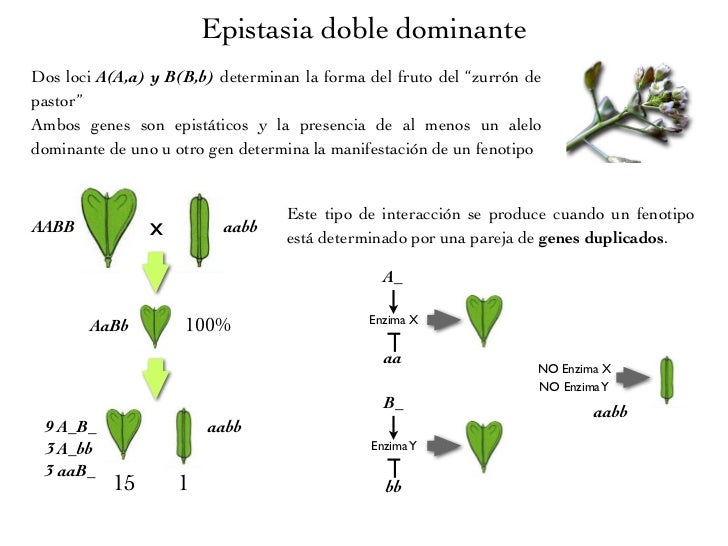Coloracion de kinyoun pdf file